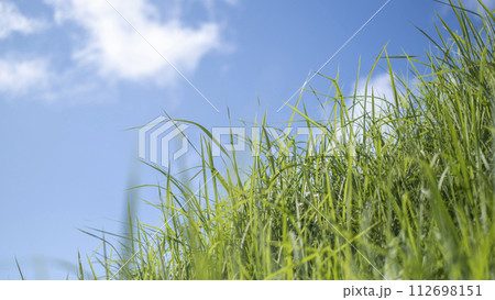 夏の爽やかな青空と草原 112698151