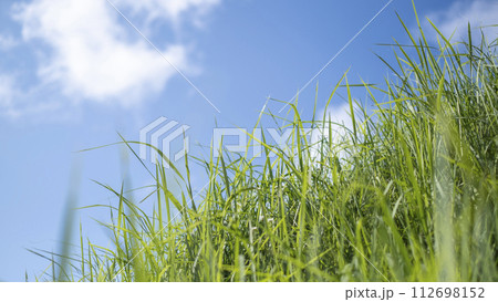 夏の爽やかな青空と草原 112698152