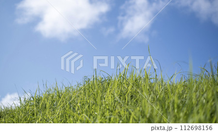 夏の爽やかな青空と草原 112698156