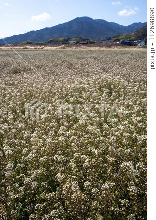 畑にたくさんはえているナズナ 112698890