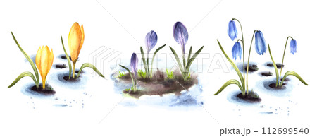 Watercolor painted spring primary flowers crocuses, scylla, saffron illustration set. Arrival of spring landscape, the awakening of nature, melting snow. Card print clipart. Isolated white background Watercolor painted spring primary flowers crocuses, scylla, saffron illustration set. Arrival of spring landscape, the awakening of nature, melting snow. Card print clipart. Isolated white background 112699540