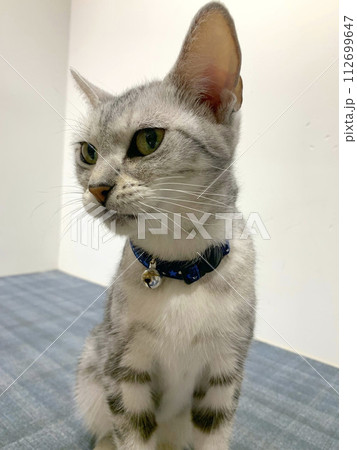 こちらを見ているねこ こちらを見ているねこ 112699647