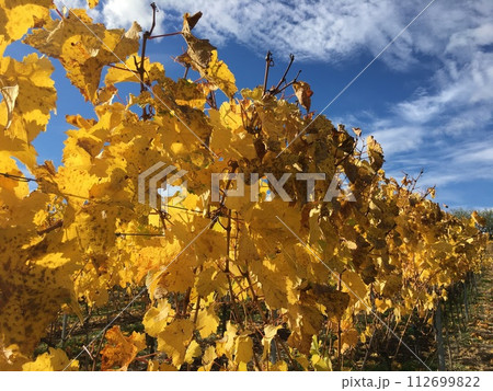 葡萄畑の紅葉 葡萄畑の紅葉 112699822