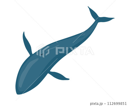 Clue whale, aquatic mammal. Awesome marine animal. Cartoon vector graphic. Isolated drawing illustration on white background Clue whale, aquatic mammal. Awesome marine animal. Cartoon vector graphic. Isolated drawing illustration on white background 112699851
