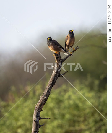 common myna or Indian myna or mynah or Acridotheres tristis bird pair perched on branch in natural scenic green background in winter season safari at forest of india asia common myna or Indian myna or mynah or Acridotheres tristis bird pair perched on branch in natural scenic green background in winter season safari at forest of india asia 112700174