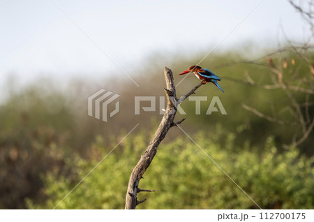 White throated or breasted kingfisher or halcyon smyrnensis bird closeup perched in natural green background during winter season at keoladeo national park or bharatpur bird sanctuary rajasthan india 112700175