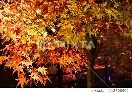 弥彦もみじ谷の紅葉ライトアップ(新潟県) 弥彦もみじ谷の紅葉ライトアップ(新潟県) 112700402