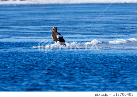 風蓮湖　走古丹のオオワシ 112700403