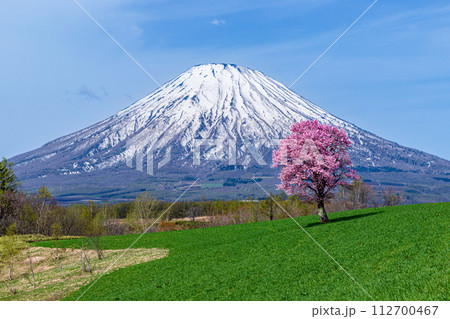 望洋の丘の一本桜と羊蹄山 112700467