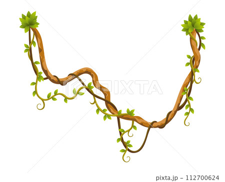 Liana branch. Twisted wild jungle vine plants. Woody natural tropical rainforest, exotic botany element. Vector design element 112700624