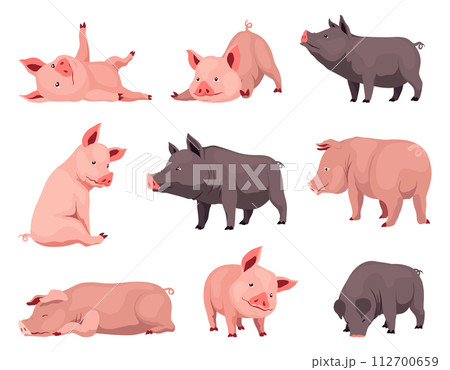 Pig set flat cartoon isolated on white background. Black and pink pigs vector illustration Pig set flat cartoon isolated on white background. Black and pink pigs vector illustration 112700659