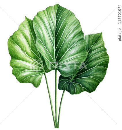 alocasia 112701074