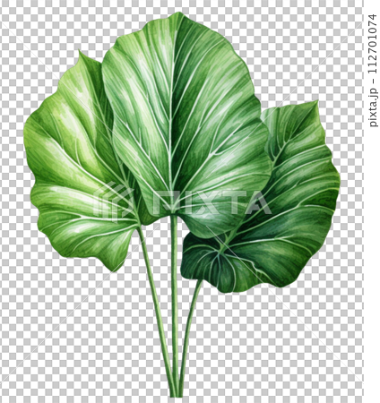 alocasia 112701074