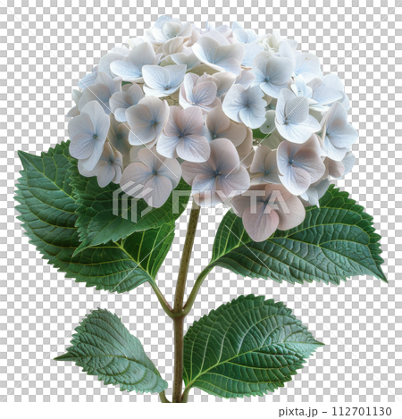 Close Up of a Flower on White Background 112701130