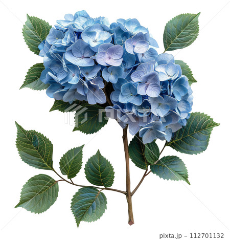 Bouquet of Blue Flowers With Green Leaves 112701132