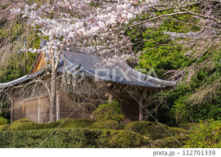 京都醍醐寺 真如三昧耶堂の春景色  112701339