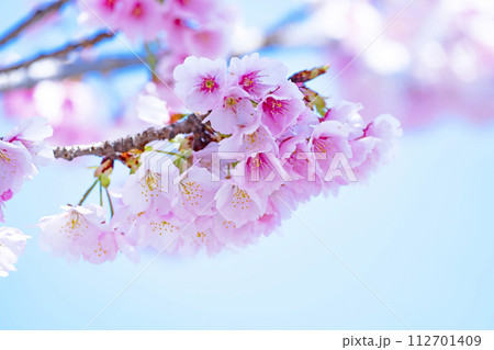 青空バックの桜 青空バックの桜 112701409