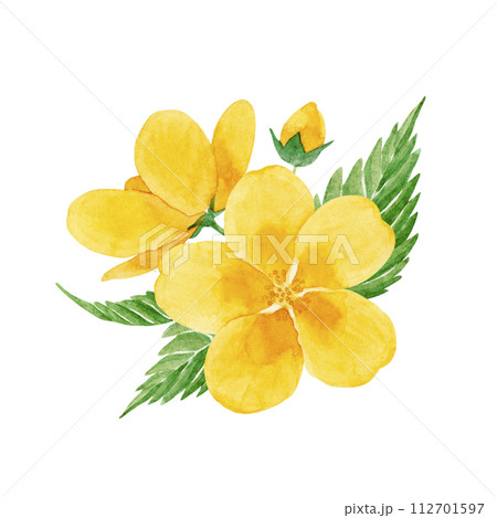 山吹の花の水彩イラスト 112701597
