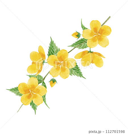 山吹の花の水彩イラスト 112701598