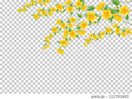 Yamabuki 花水彩插圖背景框架 112701603