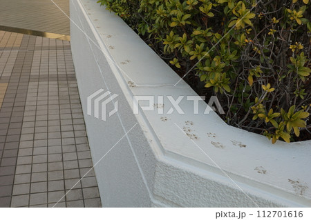 猫の足跡 112701616