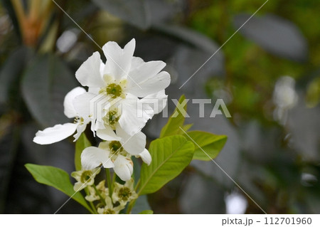 リキュウバイの花 リキュウバイの花 112701960
