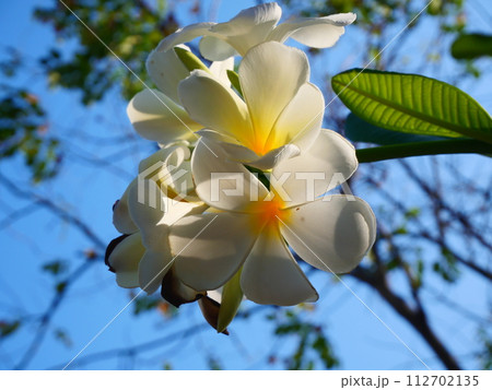 Beautiful white frangipani flowers shining in the sunlight and the background is a bright blue sky 112702135