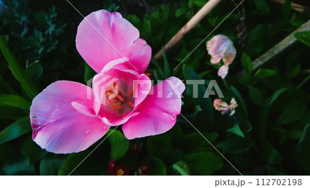 ピンクの花007 ピンクの花007 112702198