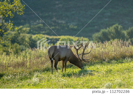 Elk on a Hill in the Evening Light Elk on a Hill in the Evening Light 112702286