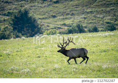 Elk on a Hill in the Evening Light 112702287