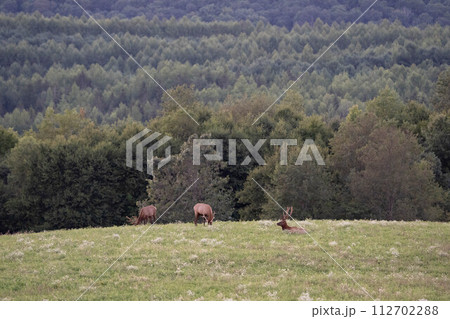 Elk on a Hill in the Evening Light Elk on a Hill in the Evening Light 112702288