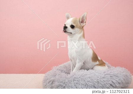 ピンクバックとベッドに入ったチワワ ピンクバックとベッドに入ったチワワ 112702321
