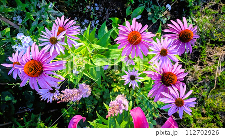 ピンクの花008 112702926