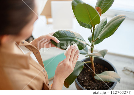 High angle closeup of young woman wiping leaves of green houseplant while taking care of house copy space 112703277