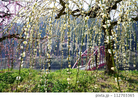 奈良月ヶ瀬渓谷・鉄橋と枝垂れ梅 奈良月ヶ瀬渓谷・鉄橋と枝垂れ梅 112703365