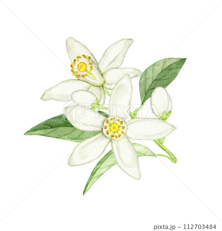 花橘の水彩イラスト 花橘の水彩イラスト 112703484