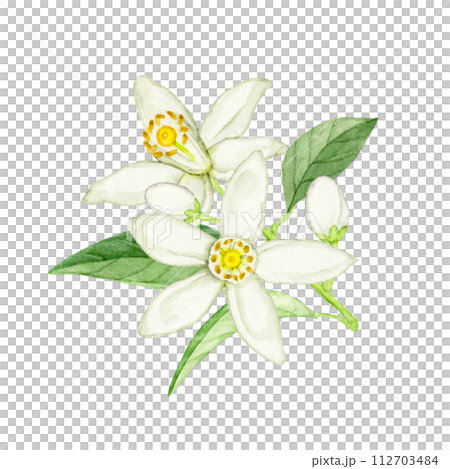 花橘の水彩イラスト 花橘の水彩イラスト 112703484