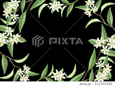 花橘の水彩イラスト　背景 フレーム 112703493