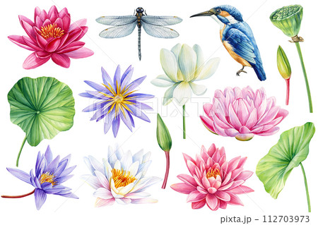 Lotus, dragonfly, kingfisher watercolor set isolated background botanical painting illustration plant. Waterlilies, bird Lotus, dragonfly, kingfisher watercolor set isolated background botanical painting illustration plant. Waterlilies, bird 112703973
