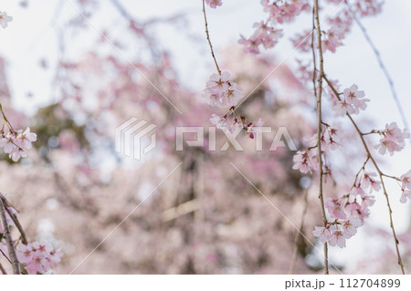 満開の醍醐の桜 満開の醍醐の桜 112704899