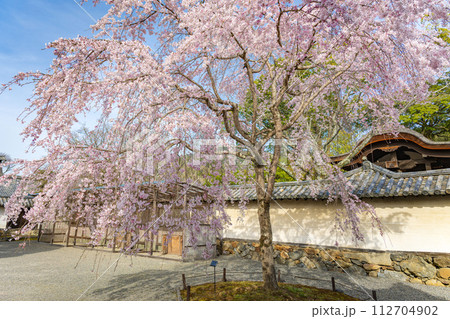 満開の醍醐の桜 112704902
