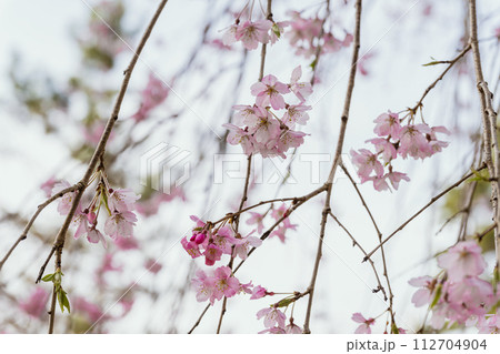 満開の醍醐の桜 112704904