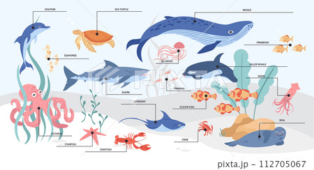 Hand drawn sea animals infographic with names 112705067