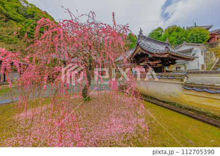 初春の竹原市、西方寺のしだれ梅(広島県竹原市) 初春の竹原市、西方寺のしだれ梅(広島県竹原市) 112705390