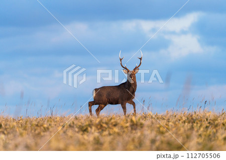 根室落石岬のエゾシカ　冬の道東秘境の野生動物 112705506