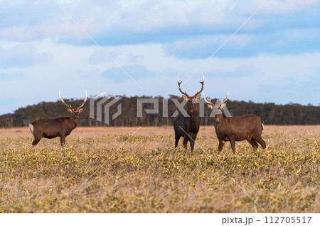 根室落石岬のエゾシカ　冬の道東秘境の野生動物 112705517