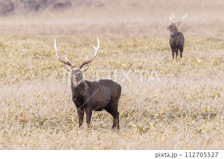 根室落石岬のエゾシカ　冬の道東秘境の野生動物 112705527