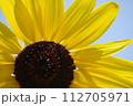 向日葵 112705971
