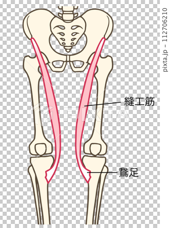 縫匠肌和肌肉組織 112706210