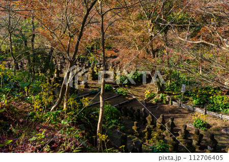 道隆寺跡の紅葉風景(肝属郡肝付町) 道隆寺跡の紅葉風景(肝属郡肝付町) 112706405